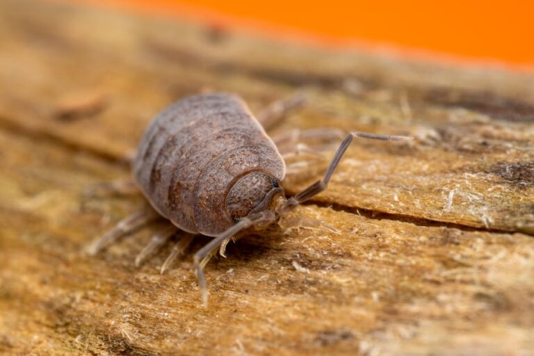 Bedbug Extermination