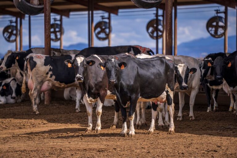 supplier of livestock feed