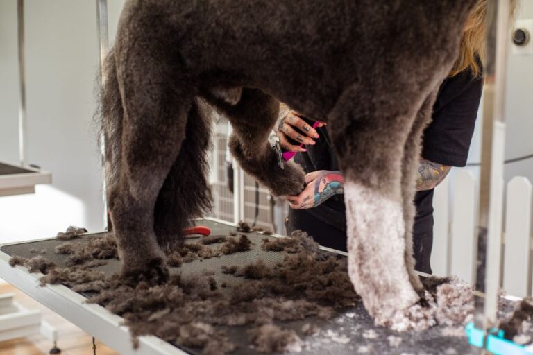 peluquería canina cerca