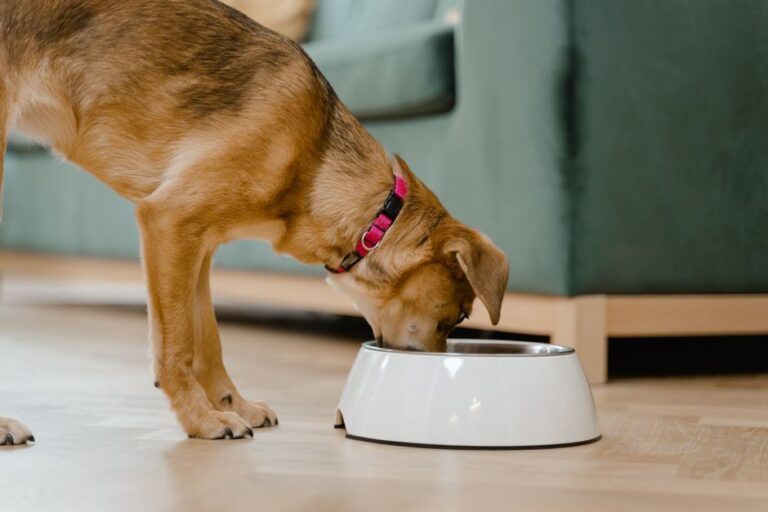 raw dog food delivery