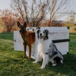 La importancia del seguro para mascotas en la vida moderna