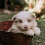 Descubriendo los Mejores Criadores de Perros Cerca de Ti