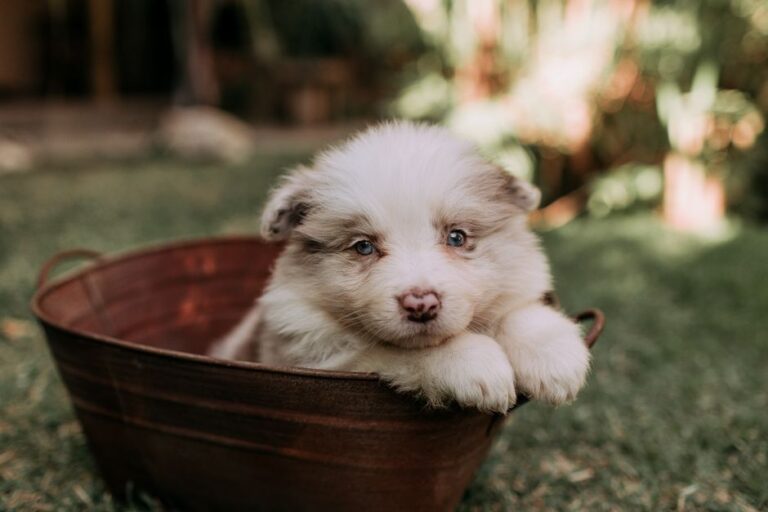 criador cachorros cerca