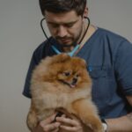 La guía completa para elegir la mejor clínica veterinaria